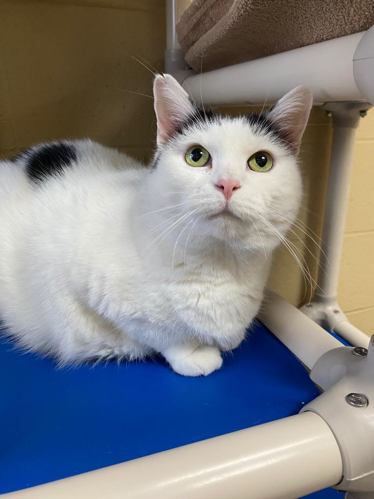 Enlarge Rosie, a Adoptable mixed breed in Cincinnati, OH image 4/6