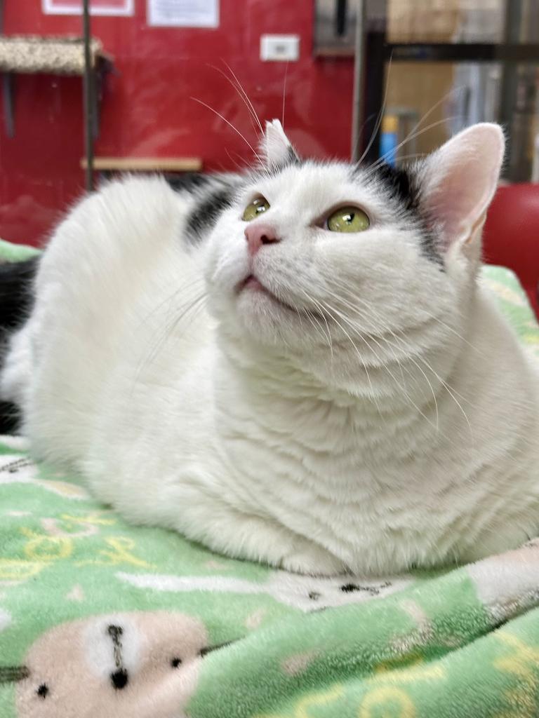 Enlarge Rosie, a Adoptable mixed breed in Cincinnati, OH image 4/6