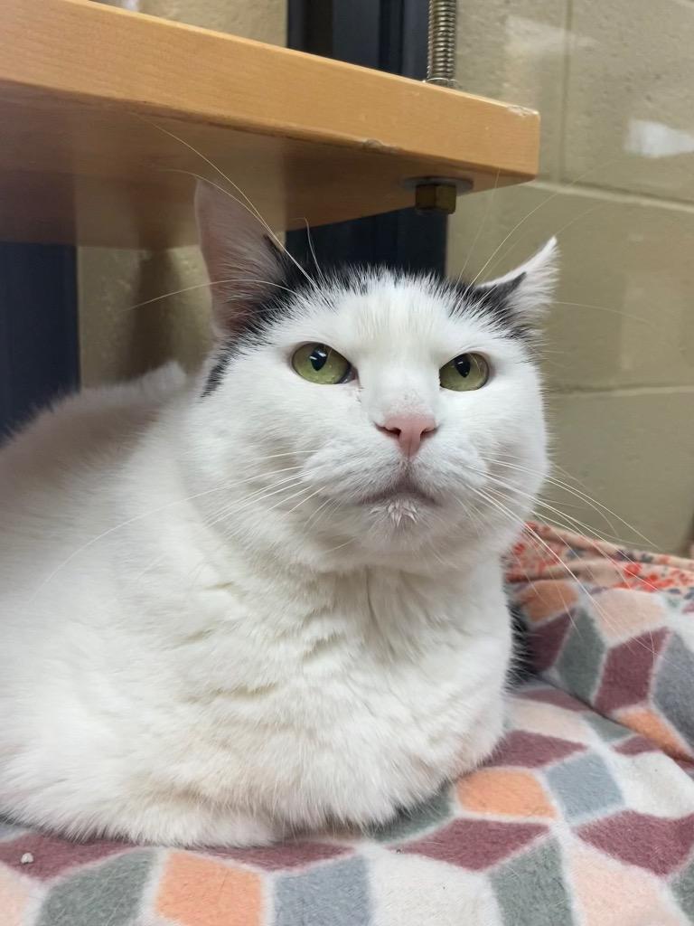 Enlarge Rosie, a Adoptable mixed breed in Cincinnati, OH image 4/6