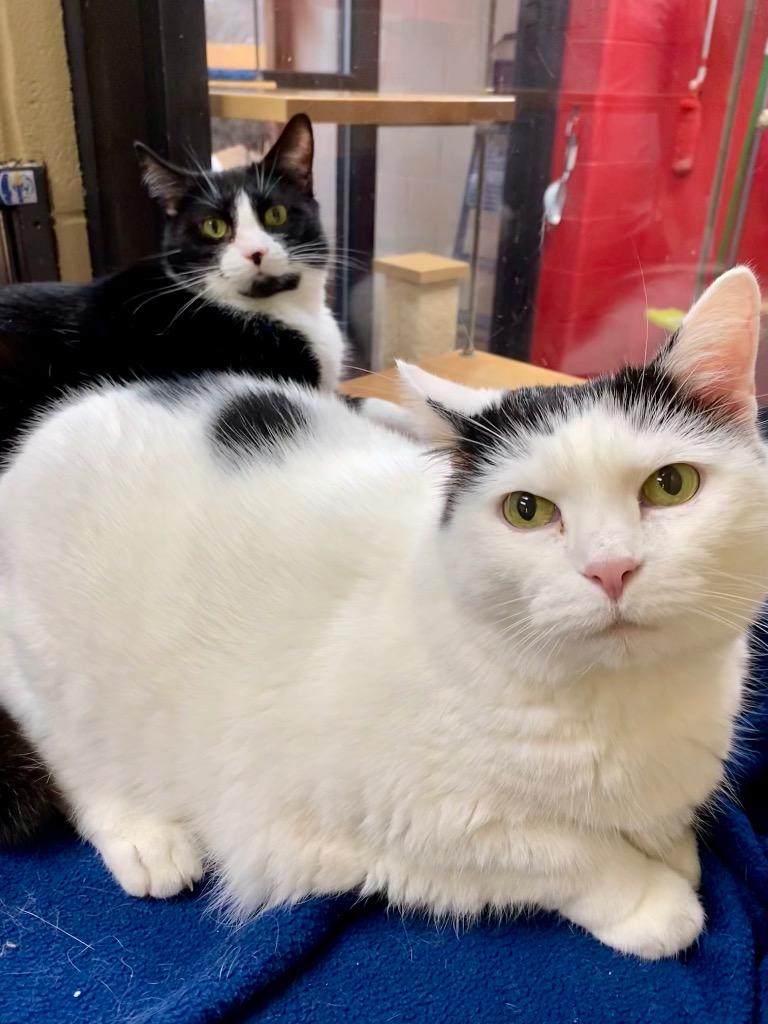 Enlarge Rosie, a Adoptable mixed breed in Cincinnati, OH image 5/6