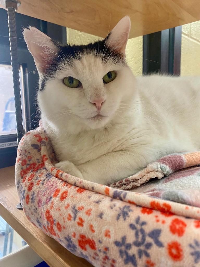 Enlarge Rosie, a Adoptable mixed breed in Cincinnati, OH image 5/6