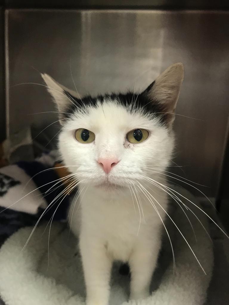 Enlarge Rosie, a Adoptable mixed breed in Cincinnati, OH image 2/2