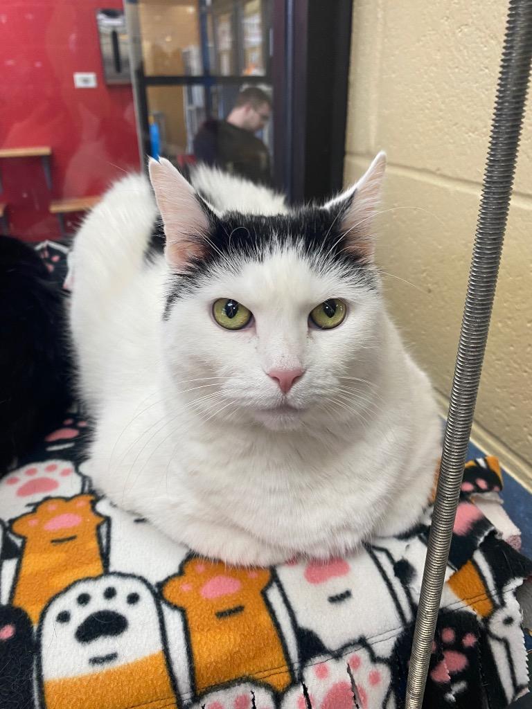 Enlarge Rosie, a Adoptable mixed breed in Cincinnati, OH image 6/6