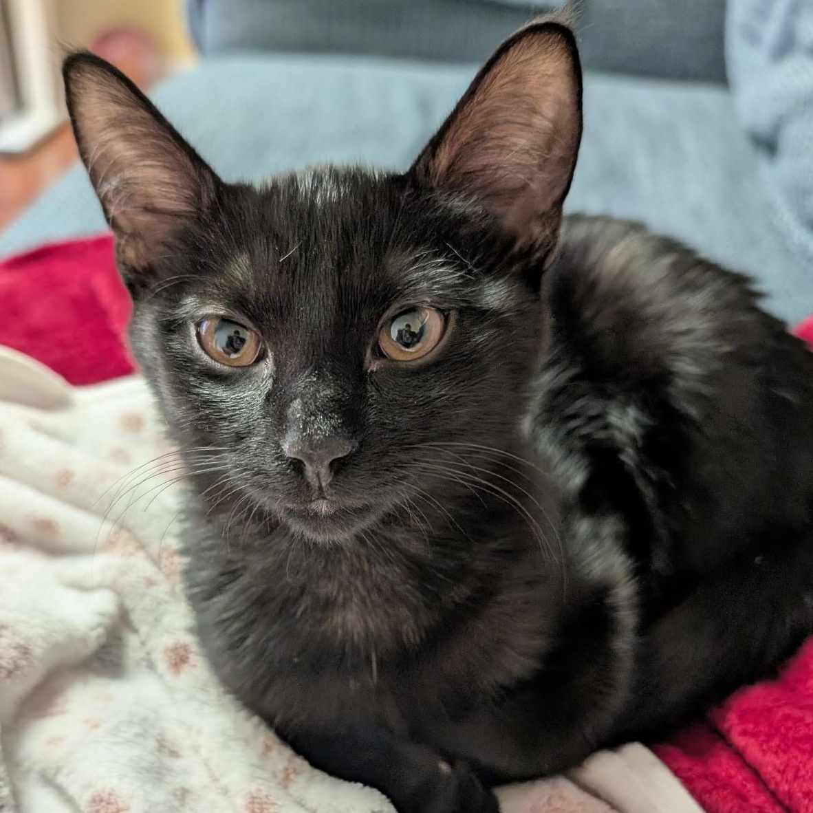 Enlarge Casper, a ADOPTABLE American Shorthair in Lilburn, GA image 6/6