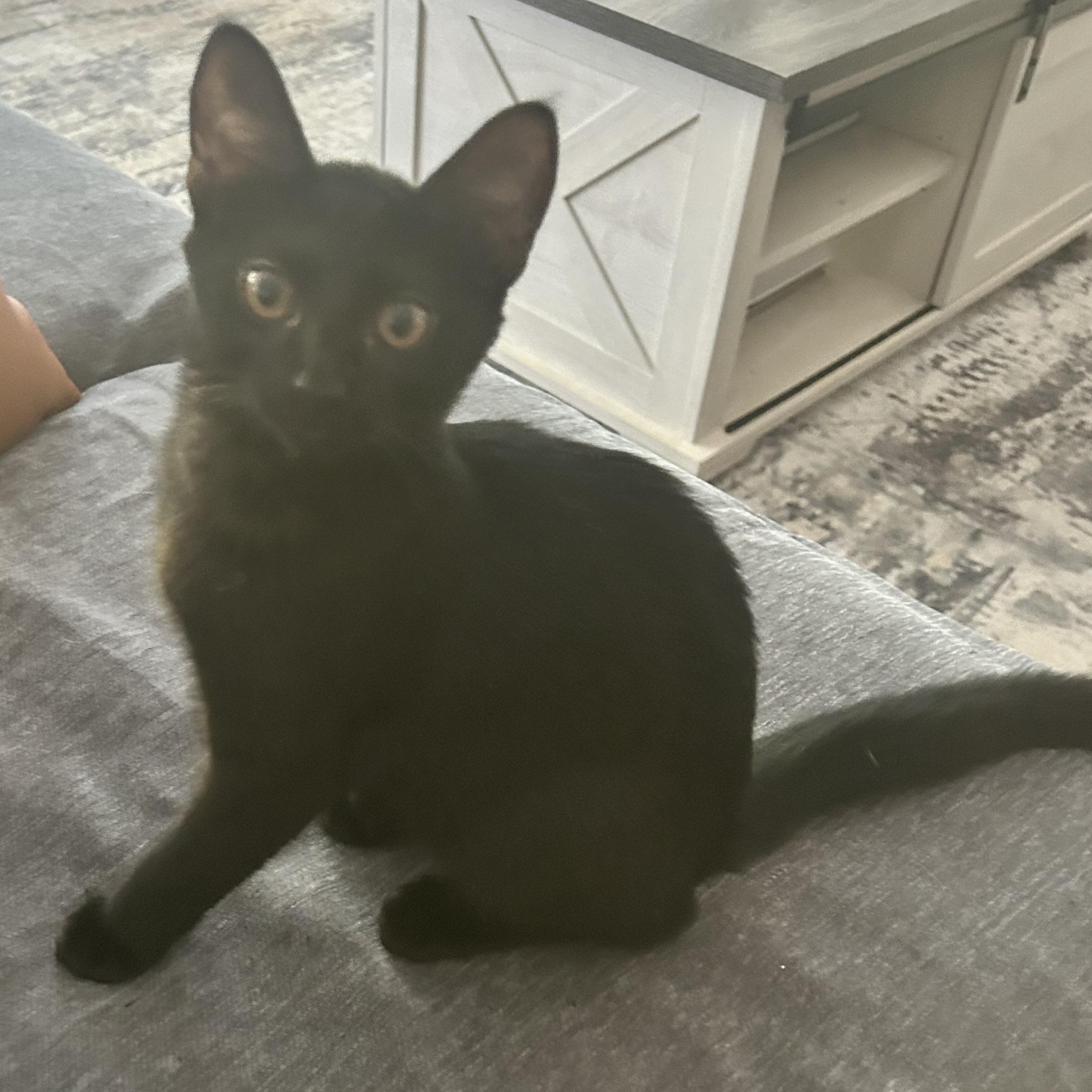 Enlarge Casper, a ADOPTABLE American Shorthair in Lilburn, GA image 2/6