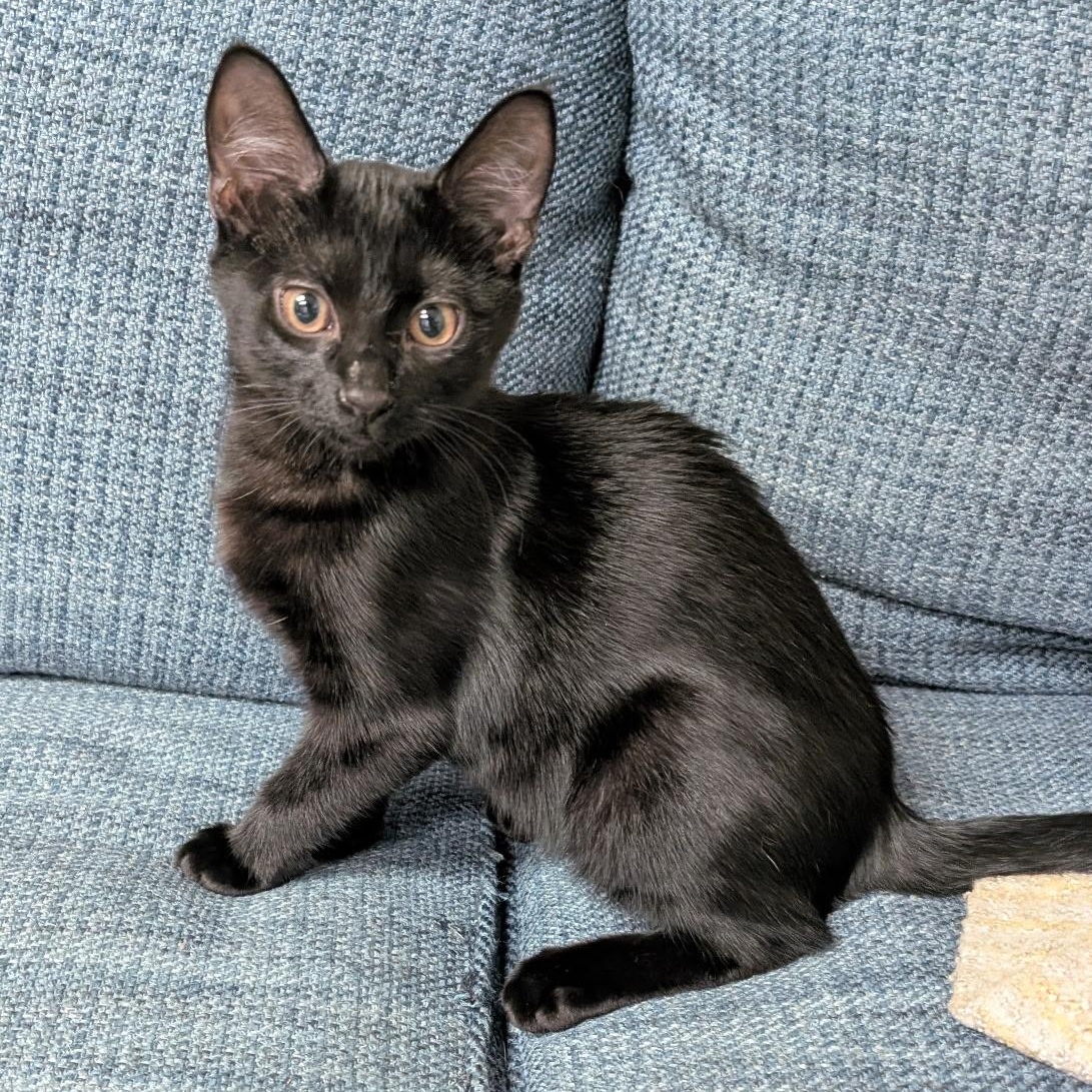 Enlarge Casper, a ADOPTABLE American Shorthair in Lilburn, GA image 1/6
