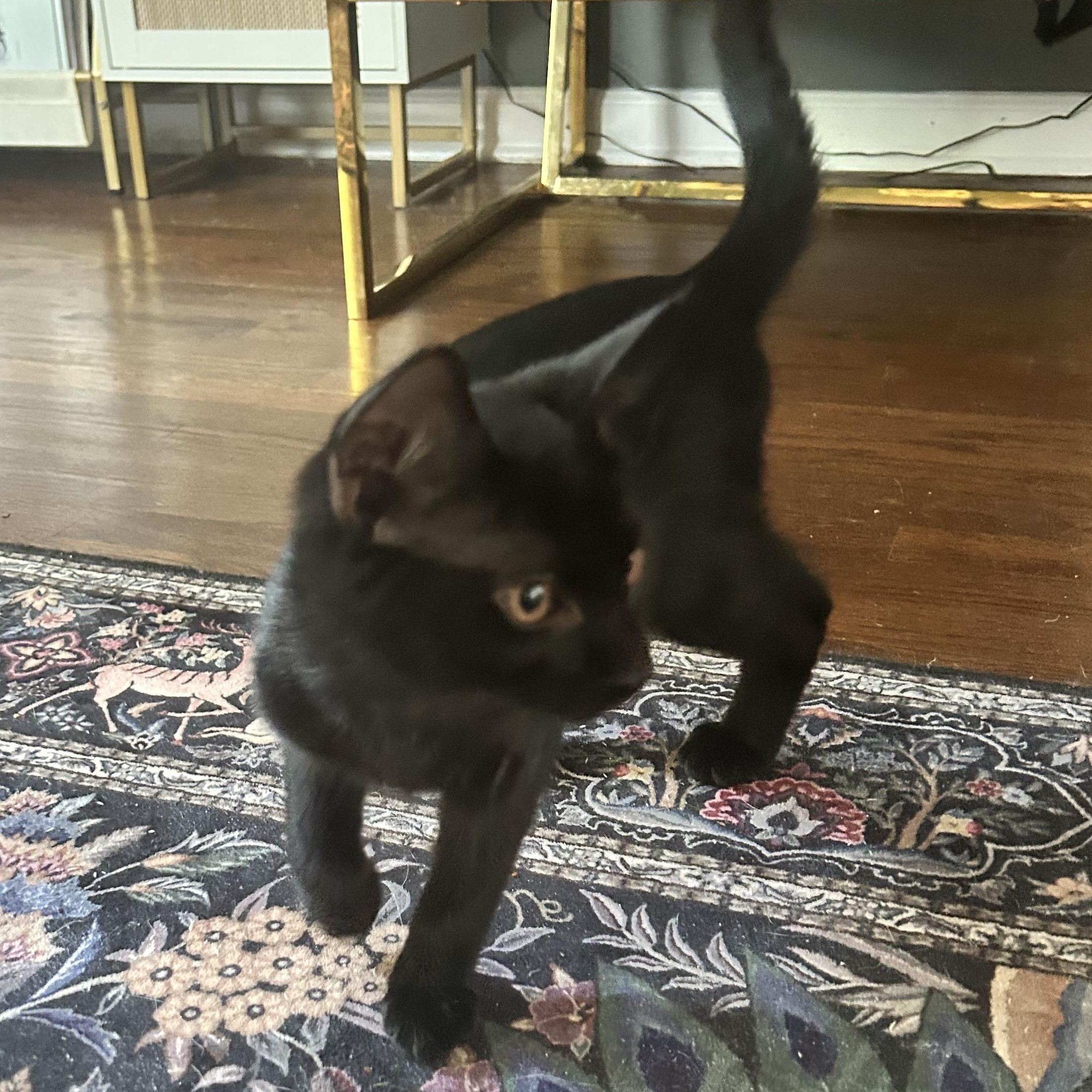 Enlarge Casper, a ADOPTABLE American Shorthair in Lilburn, GA image 3/6