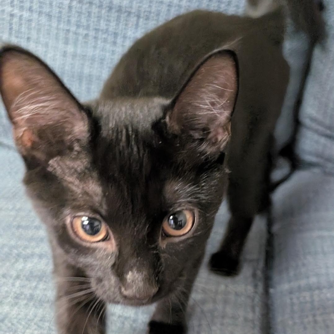 Enlarge Casper, a ADOPTABLE American Shorthair in Lilburn, GA image 5/6