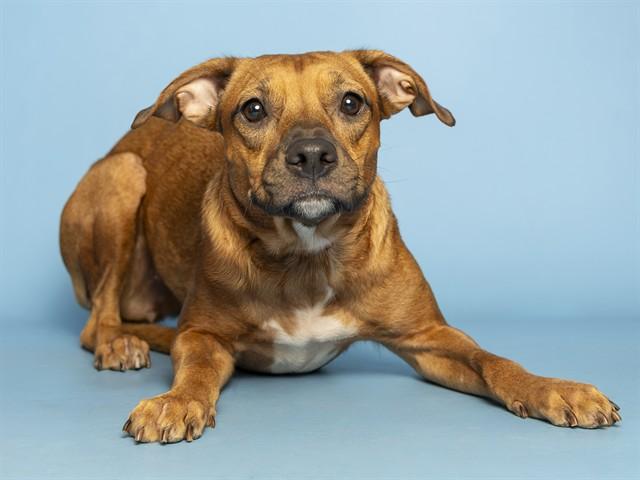 JOY, Adoptable, Young Female Pit Bull Terrier & Mixed Breed.