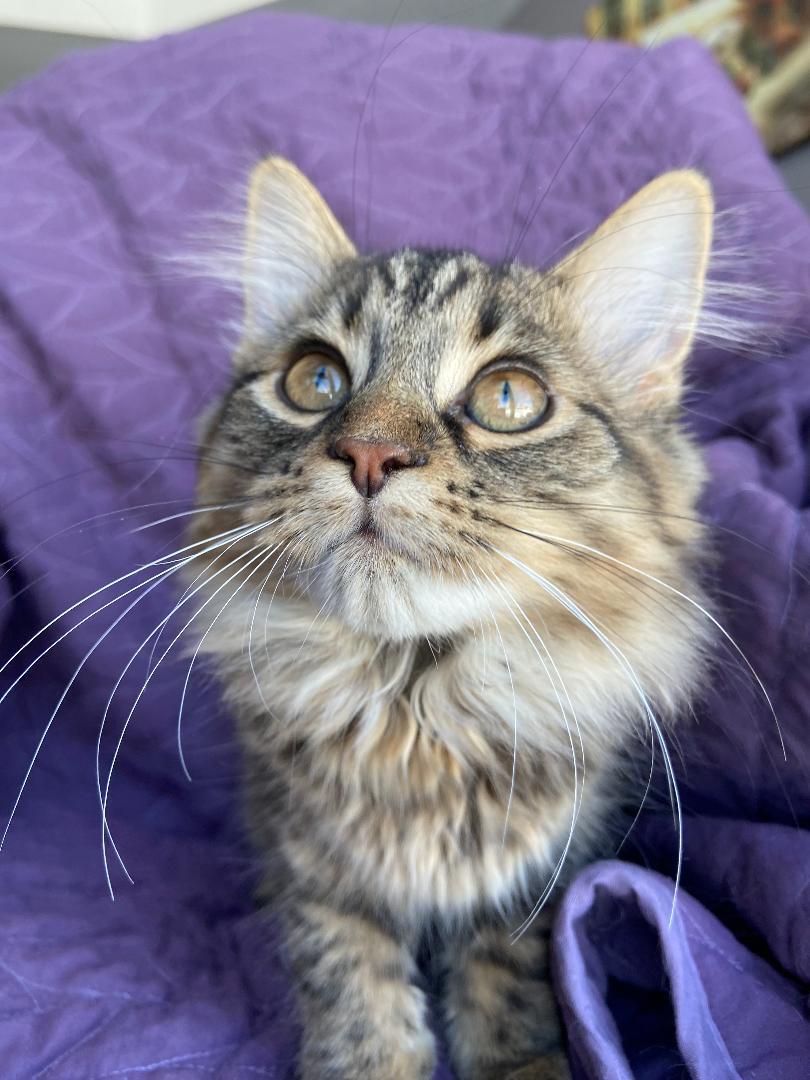 Enlarge Miso, a Adopted Tabby in Orleans, ON image 1/3