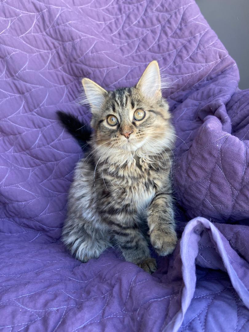 Enlarge Miso, a Adopted Tabby in Orleans, ON image 2/3