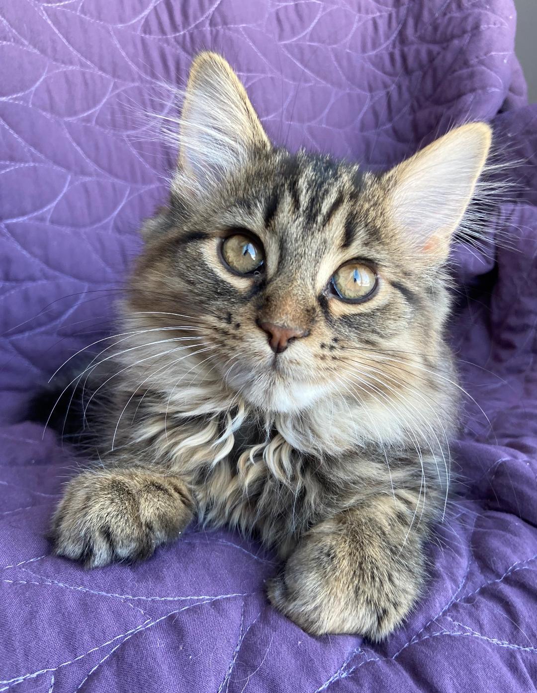 Enlarge Miso, a Adopted Tabby in Orleans, ON image 3/3