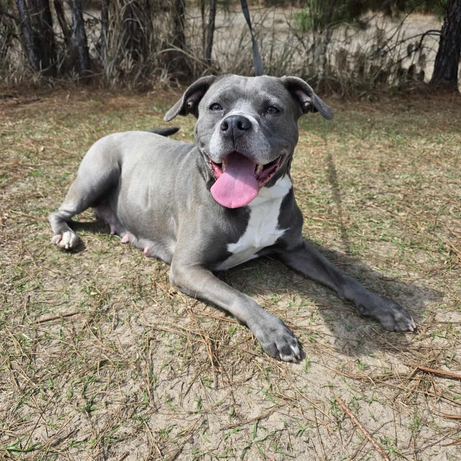 Enlarge Winnie, a Adoptable mixed breed in Monroe, MI image 3/5