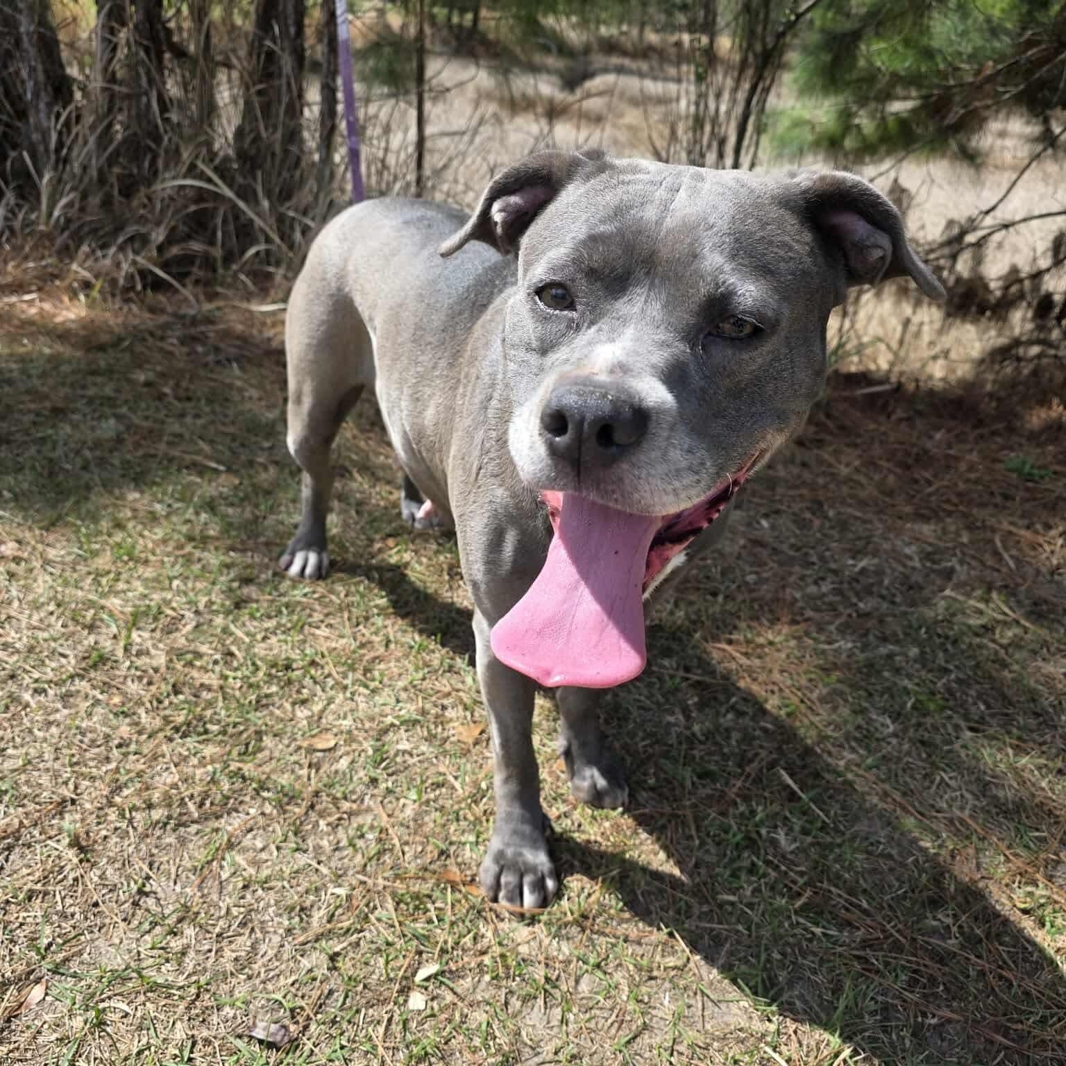 Enlarge Winnie, a Adoptable mixed breed in Monroe, MI image 2/5