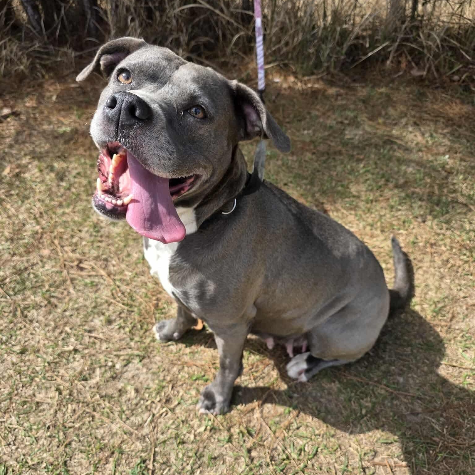 Enlarge Winnie, a Adoptable mixed breed in Monroe, MI image 1/5