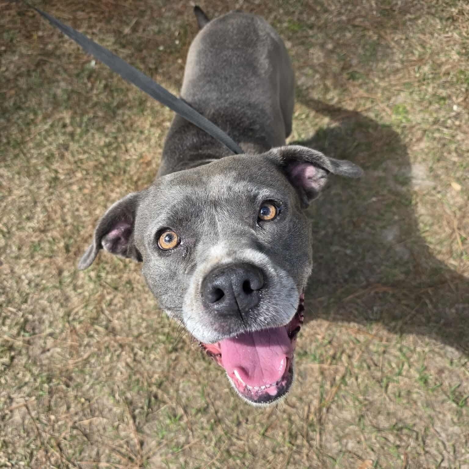 Enlarge Winnie, a Adoptable mixed breed in Monroe, MI image 4/5