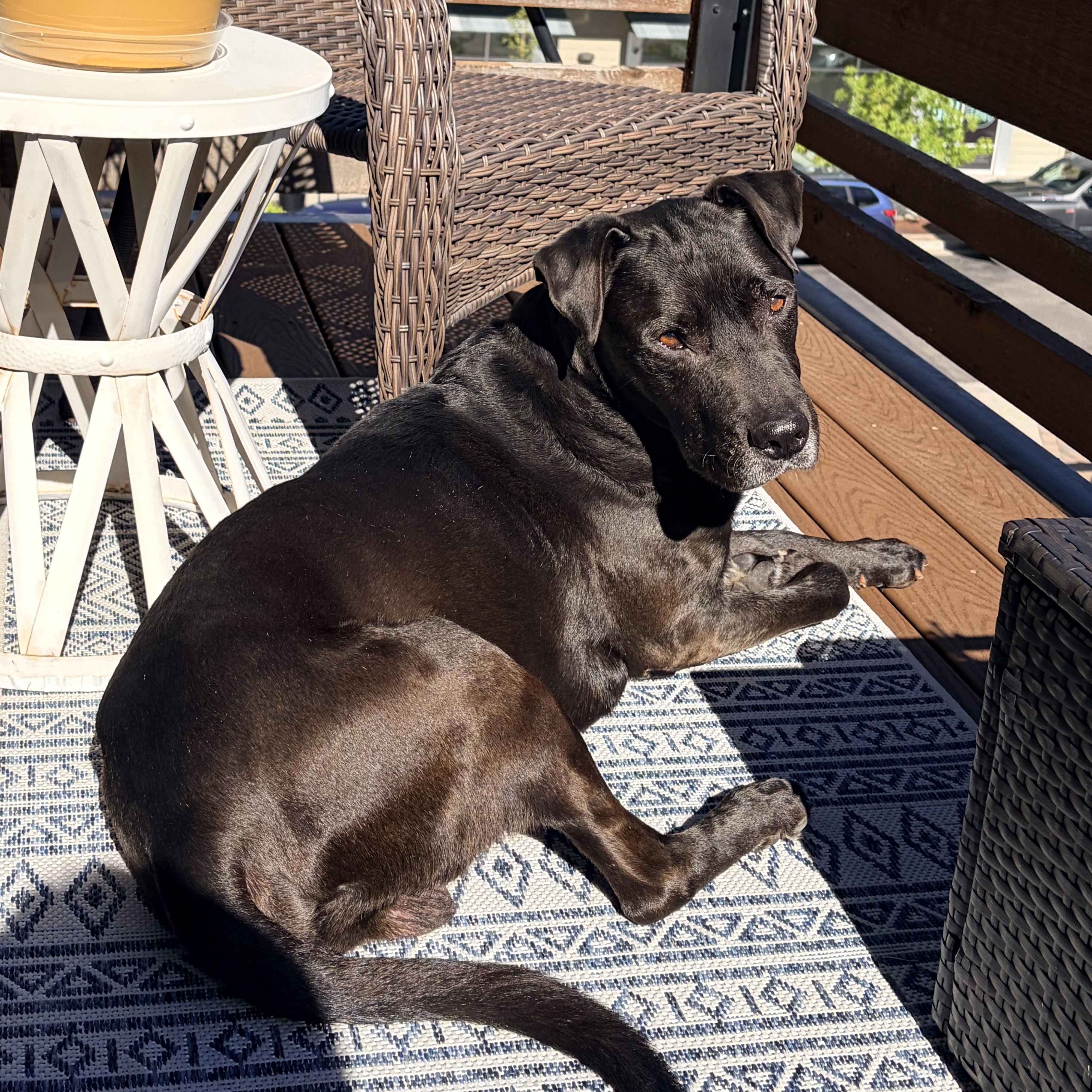 Constantine in Colorado, a ADOPTABLE mixed breed in Boulder, CO image 6/6