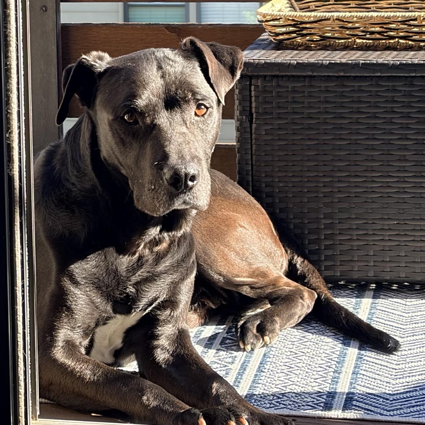 Constantine in Colorado, ADOPTABLE, Senior Male Black Labrador Retriever & Mixed Breed.