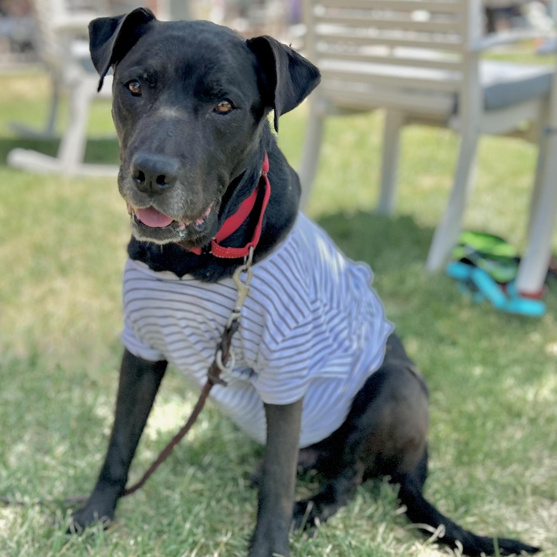 Constantine in Colorado, a ADOPTABLE mixed breed in Boulder, CO image 3/6