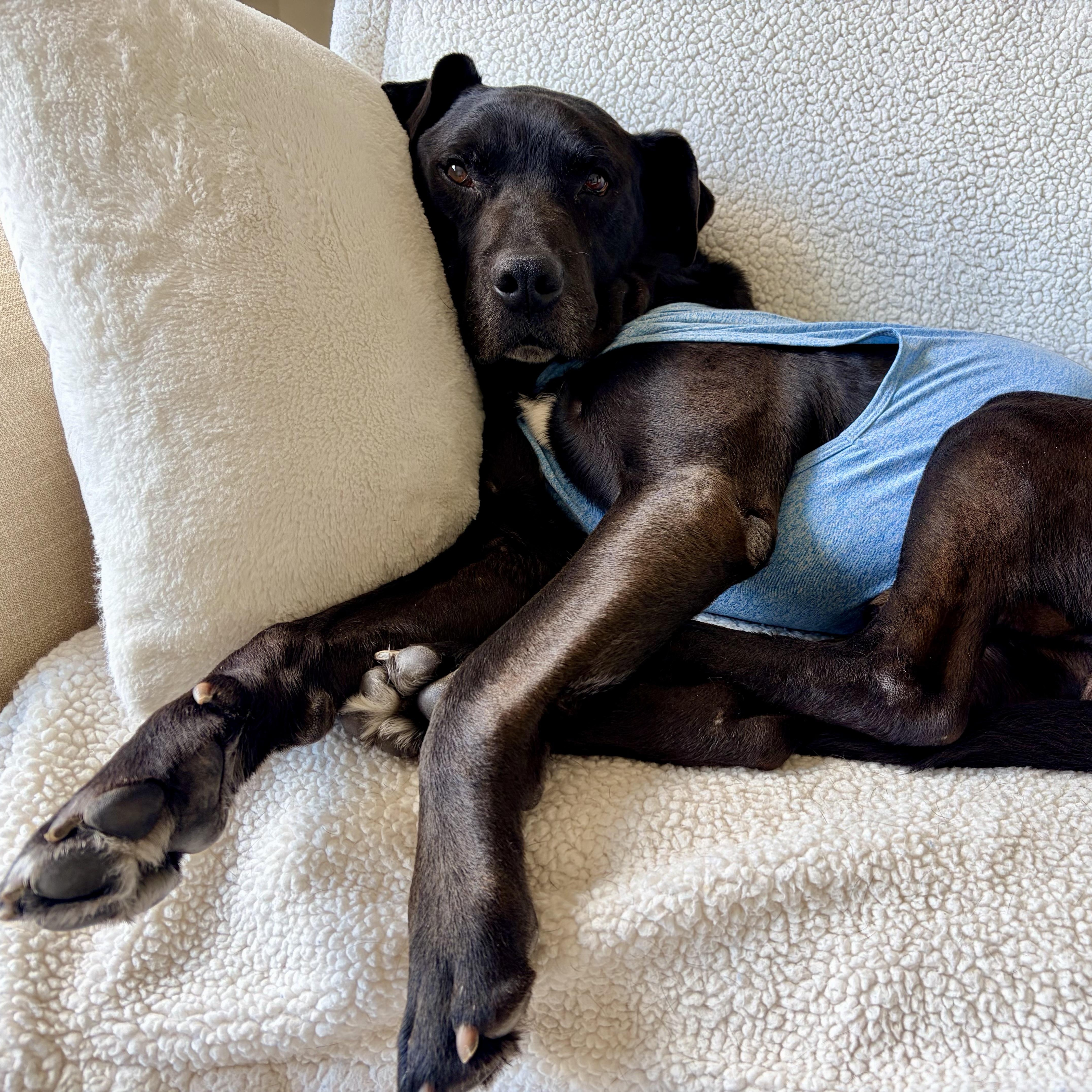 Constantine in Colorado, a ADOPTABLE mixed breed in Boulder, CO image 4/6
