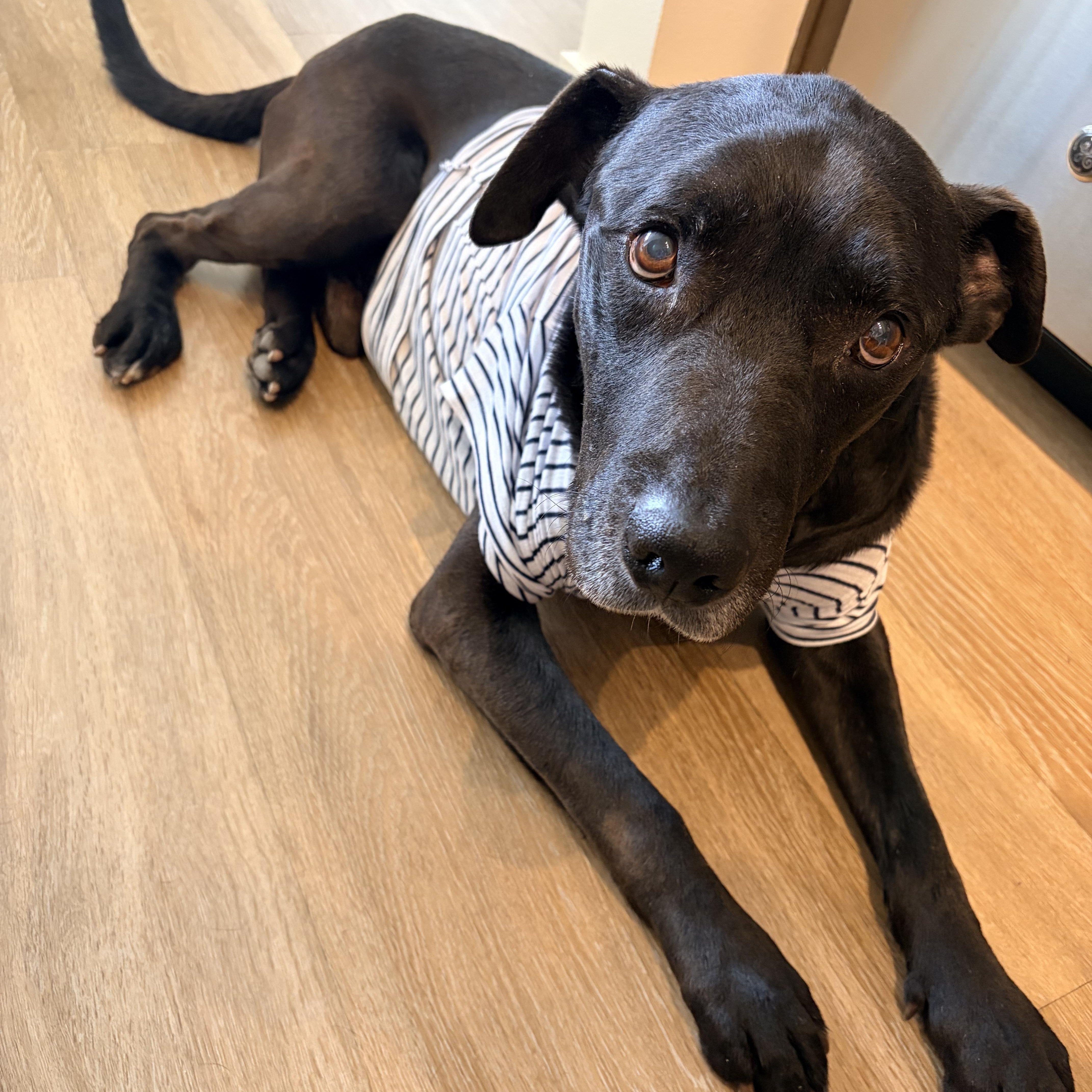 Constantine in Colorado, a ADOPTABLE mixed breed in Boulder, CO image 2/6