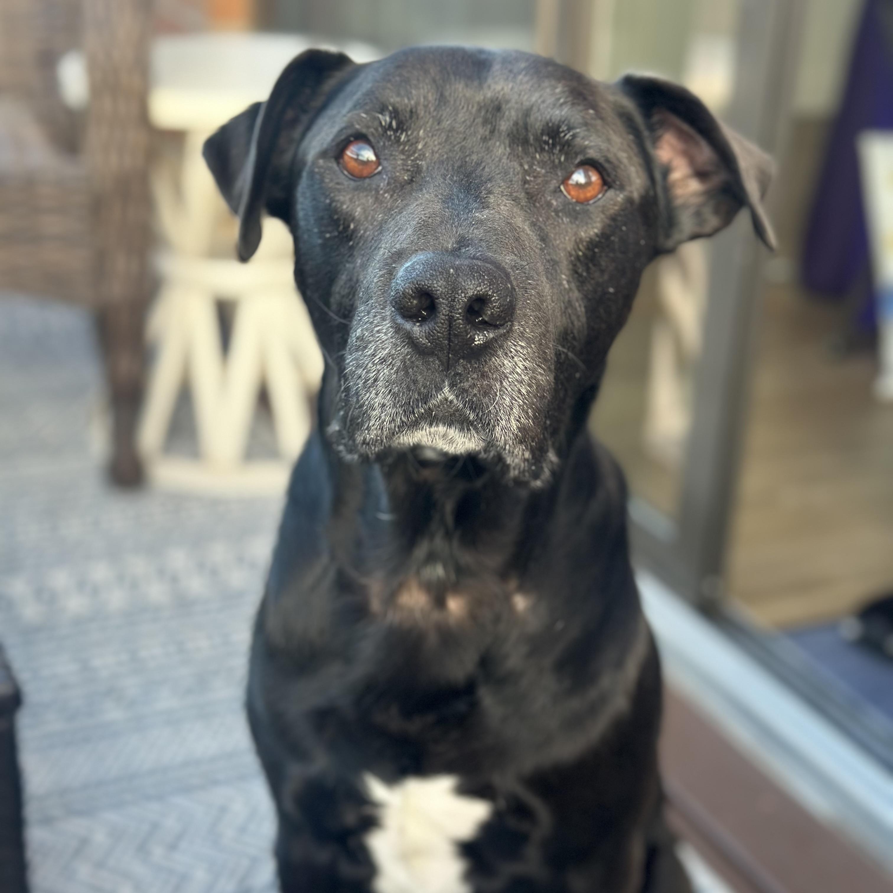Constantine in Colorado, Adoptable, Senior Male Black Labrador Retriever & Mixed Breed.