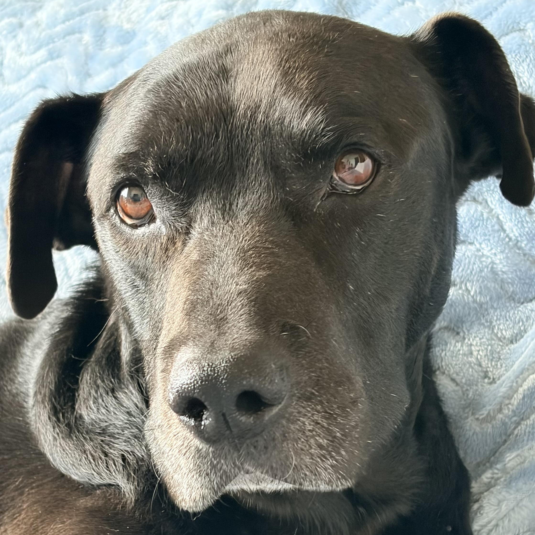 Enlarge Constantine in Colorado, a Adoptable mixed breed in Boulder, CO image 6/6
