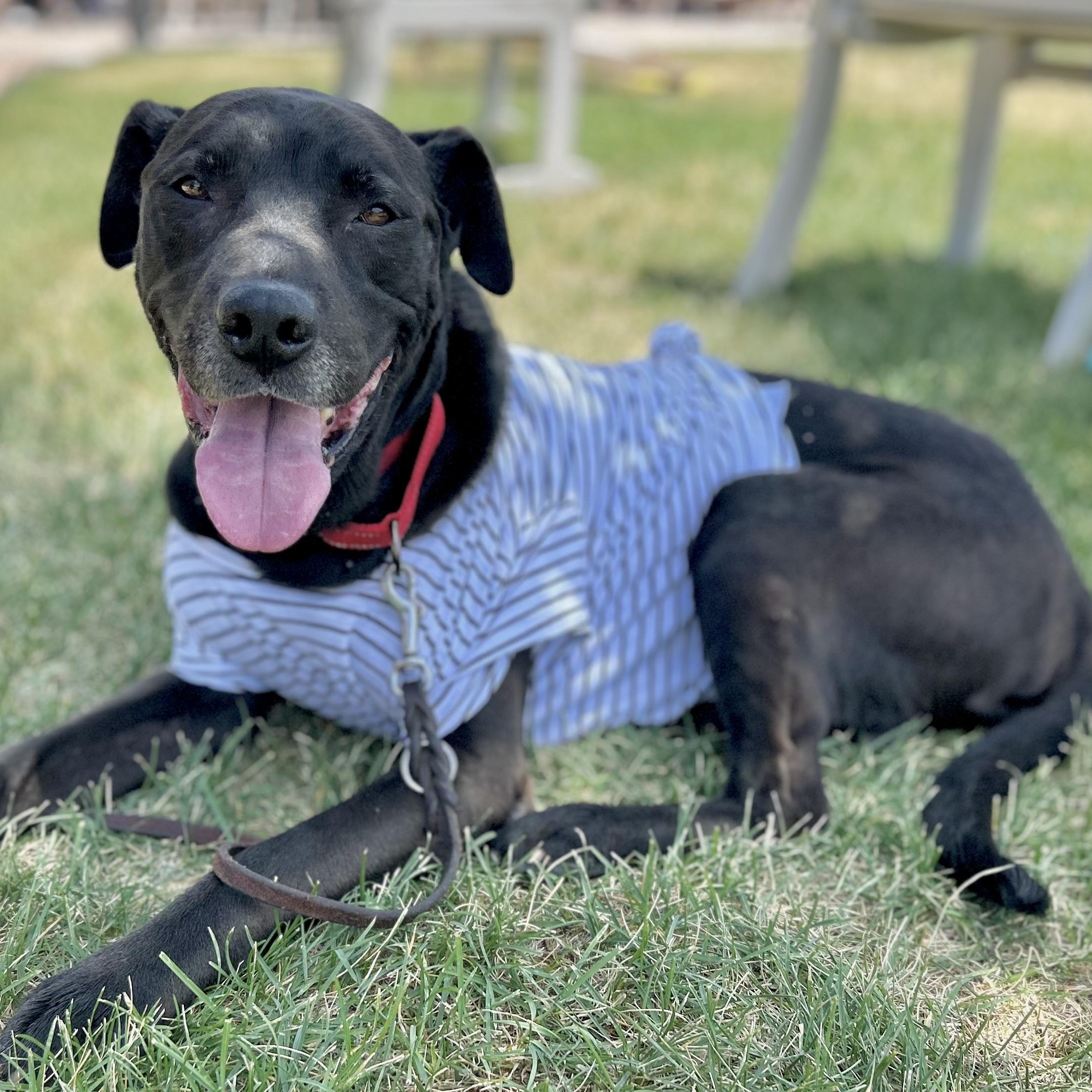 Constantine in Colorado, a ADOPTABLE mixed breed in Boulder, CO image 5/6