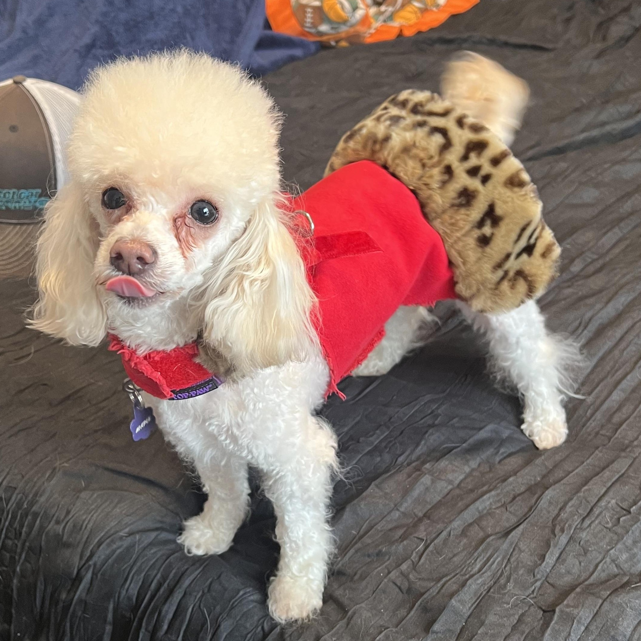 Enlarge Macie Maple, an adopted Poodle (Toy) in Yukon, OK image 2/3