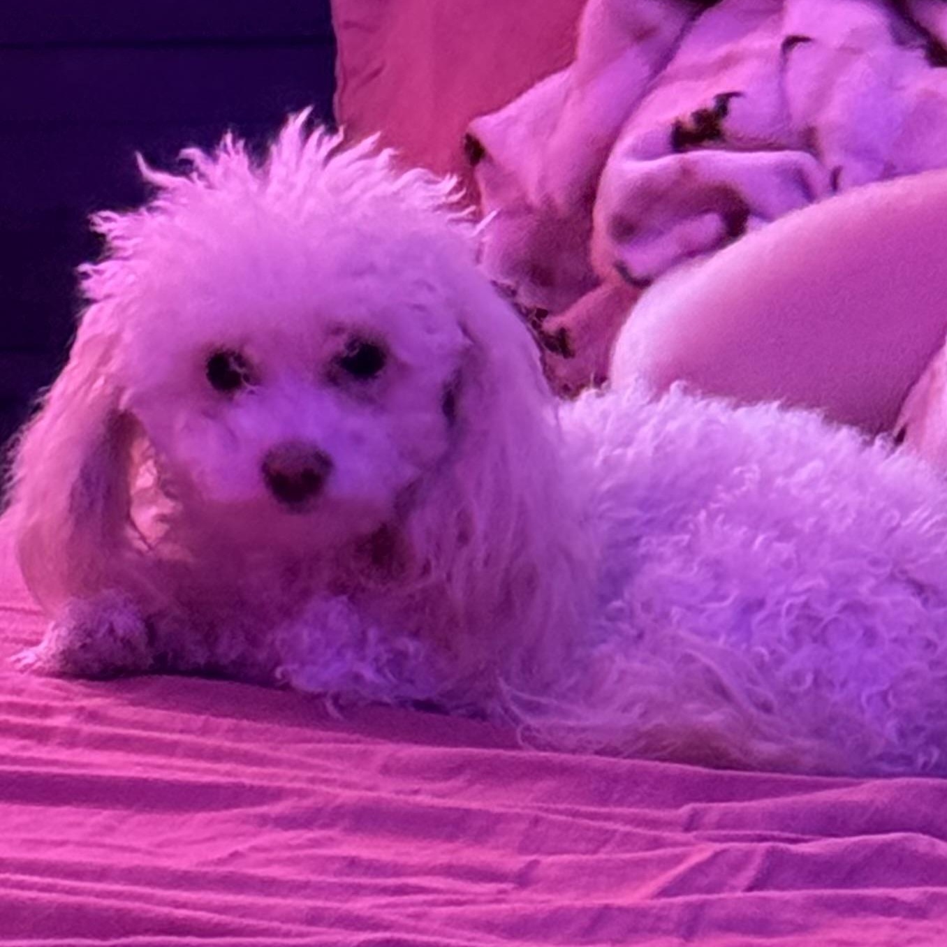 Enlarge Macie Maple, an adopted Poodle (Toy) in Yukon, OK image 3/3