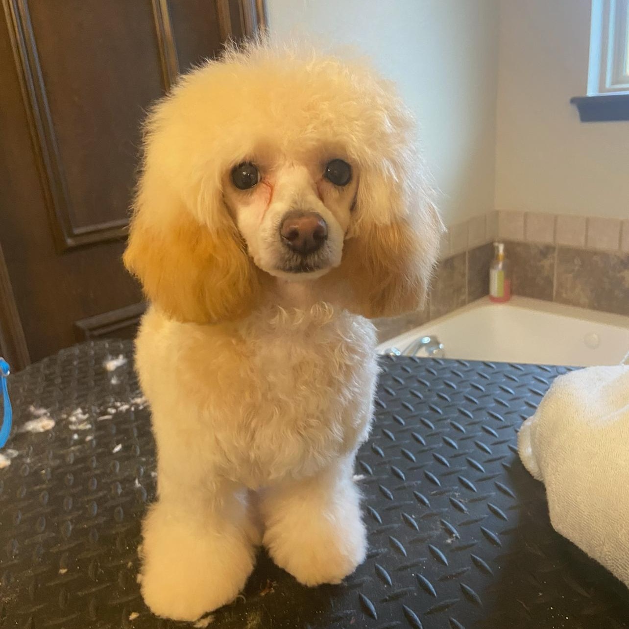 Macie Maple, adopted, Adult Female Poodle (Toy).