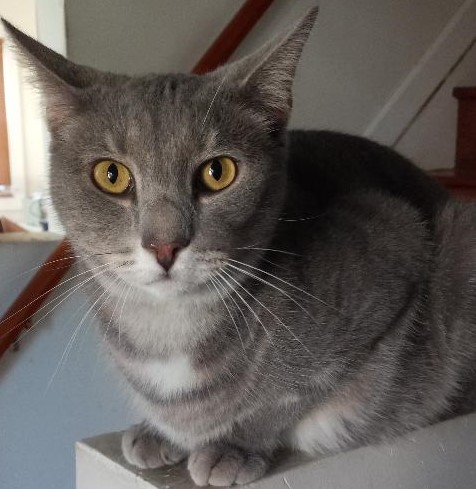 Brady, Adoptable, Adult Male Domestic Short Hair.