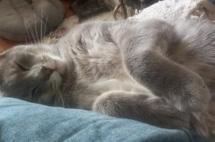 Enlarge Brady, a Adoptable Domestic Short Hair in Garrett Park, MD image 2/6