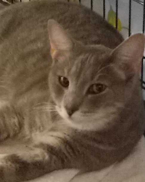 Enlarge Brady, a Adoptable Domestic Short Hair in Garrett Park, MD image 4/6