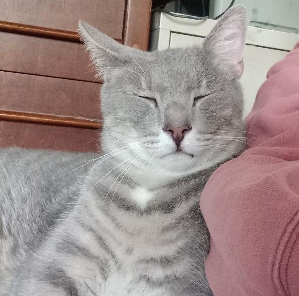 Enlarge Brady, a Adoptable Domestic Short Hair in Garrett Park, MD image 5/6