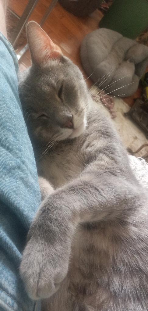 Enlarge Brady, a Adoptable Domestic Short Hair in Garrett Park, MD image 3/6