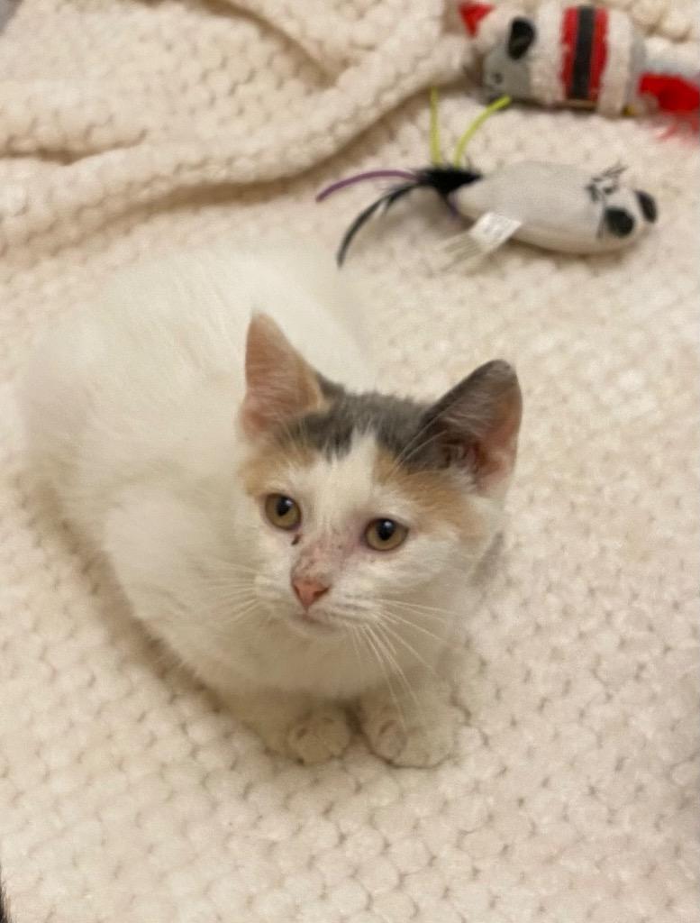 Sprinkles, Adoptable, Adult Female Domestic Short Hair.