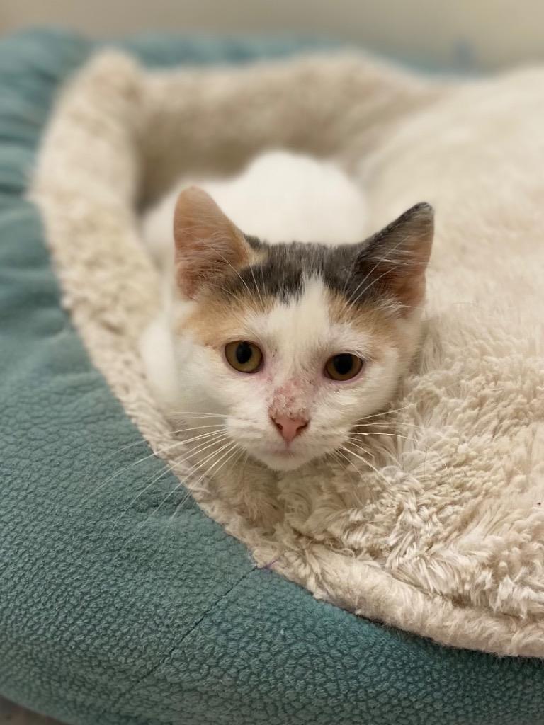 Enlarge Sprinkles, a Adoptable mixed breed in Sprakers, NY image 3/3