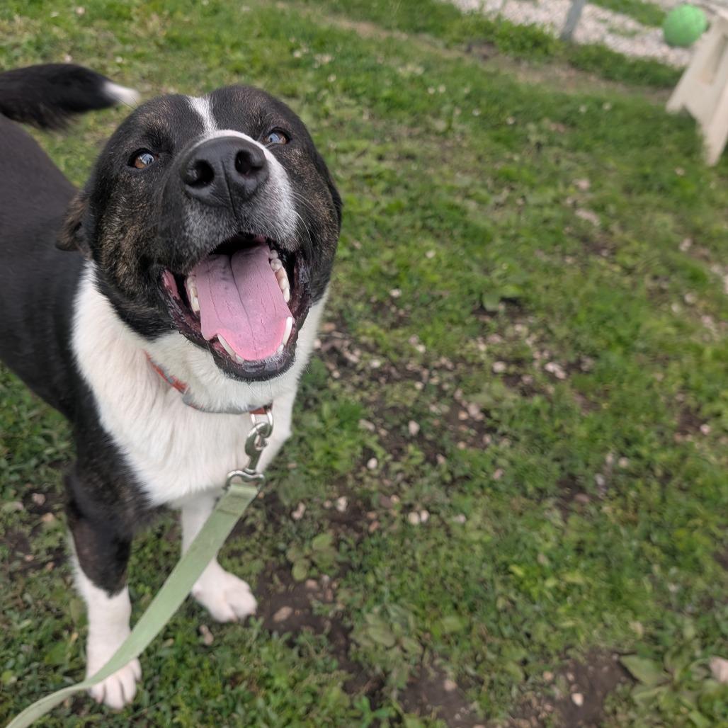 Enlarge Peter, a Adoptable Pit Bull Terrier in Jasper, IN image 2/5
