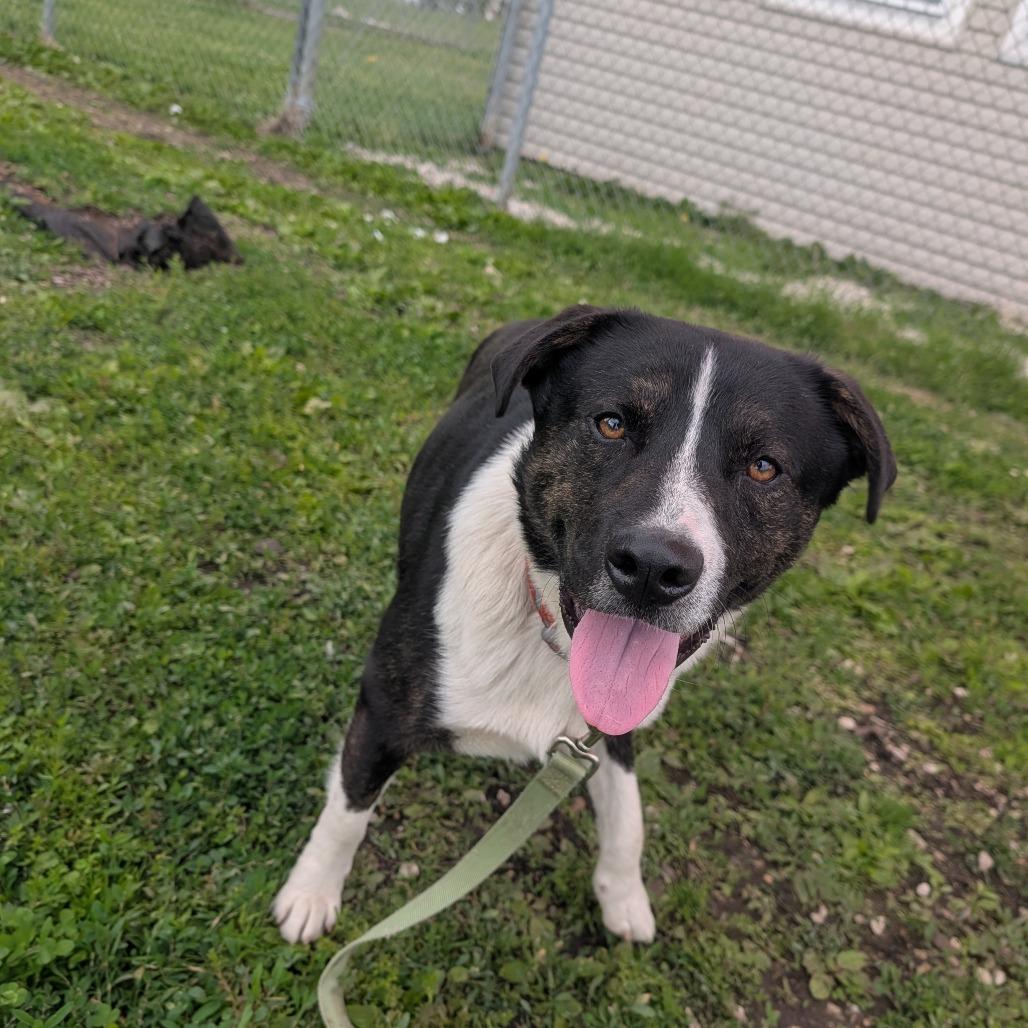 Enlarge Peter, a Adoptable Pit Bull Terrier in Jasper, IN image 3/5