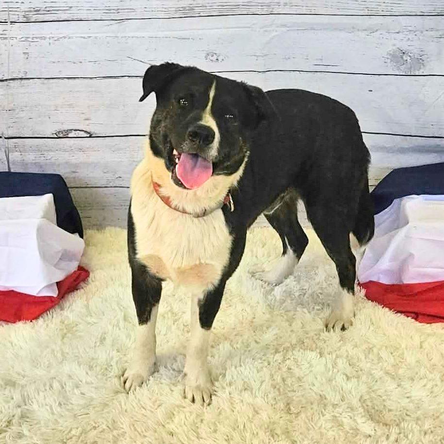 Enlarge Peter, a Adoptable Pit Bull Terrier in Jasper, IN image 4/5