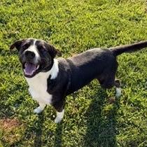 Enlarge Peter, a Adoptable Pit Bull Terrier in Jasper, IN image 5/6