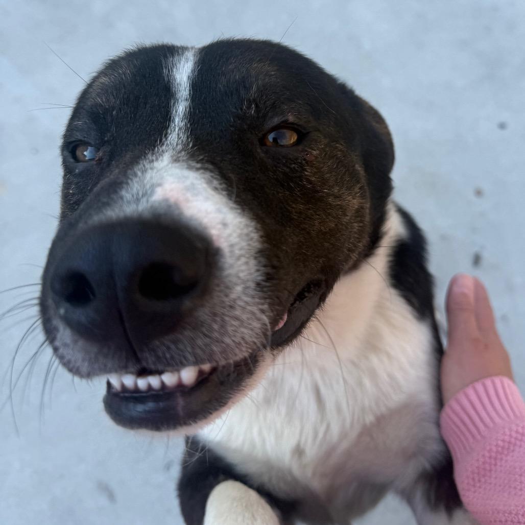 Enlarge Peter, a Adoptable Pit Bull Terrier in Jasper, IN image 5/5