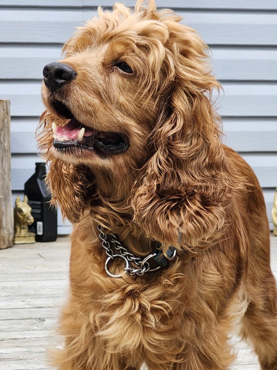 Keva, an adoptable Cocker Spaniel in Hawkestone, ON, L0L 1T0 | Photo Image 3