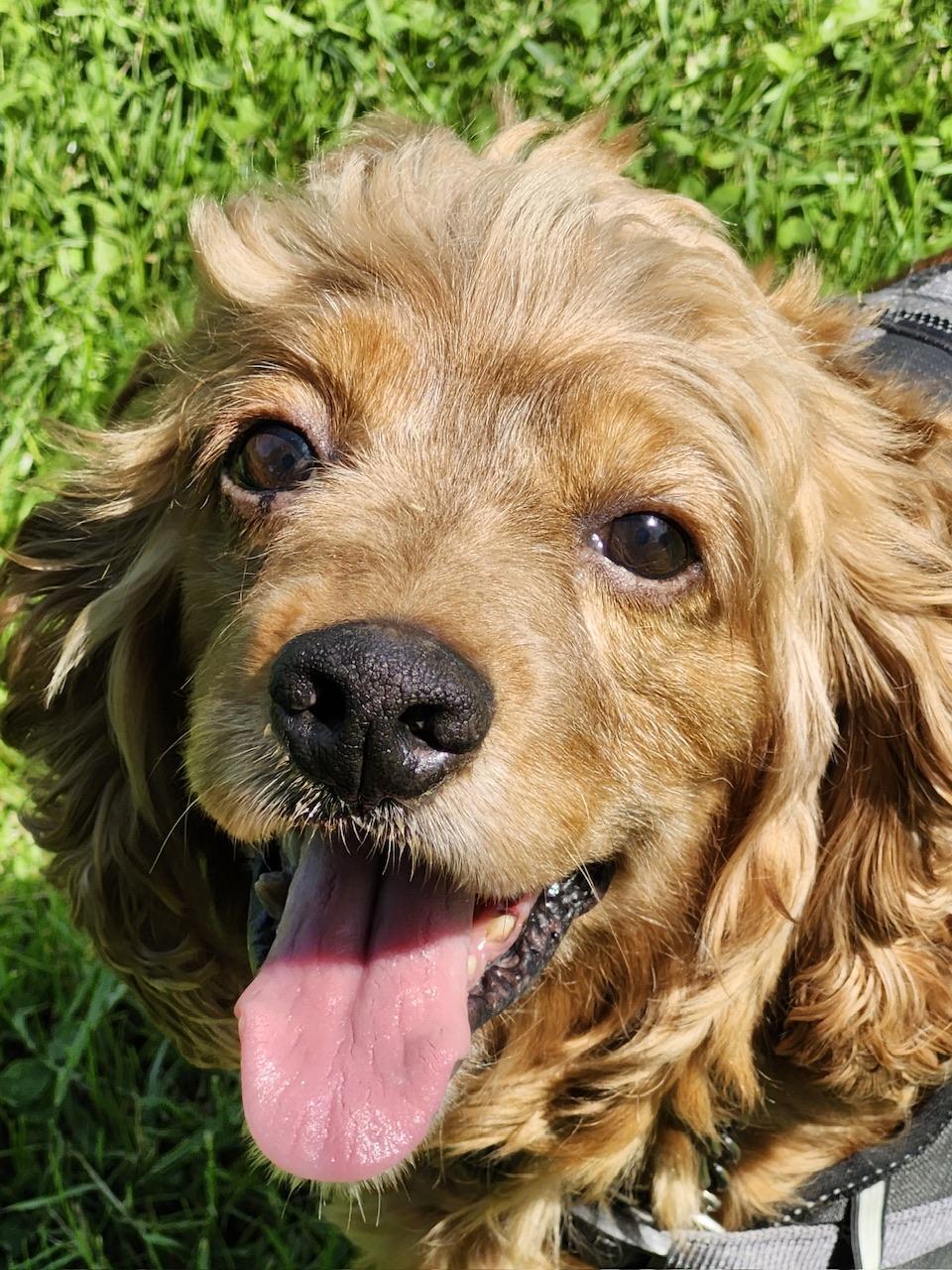 Keva, an adoptable Cocker Spaniel in Hawkestone, ON, L0L 1T0 | Photo Image 4