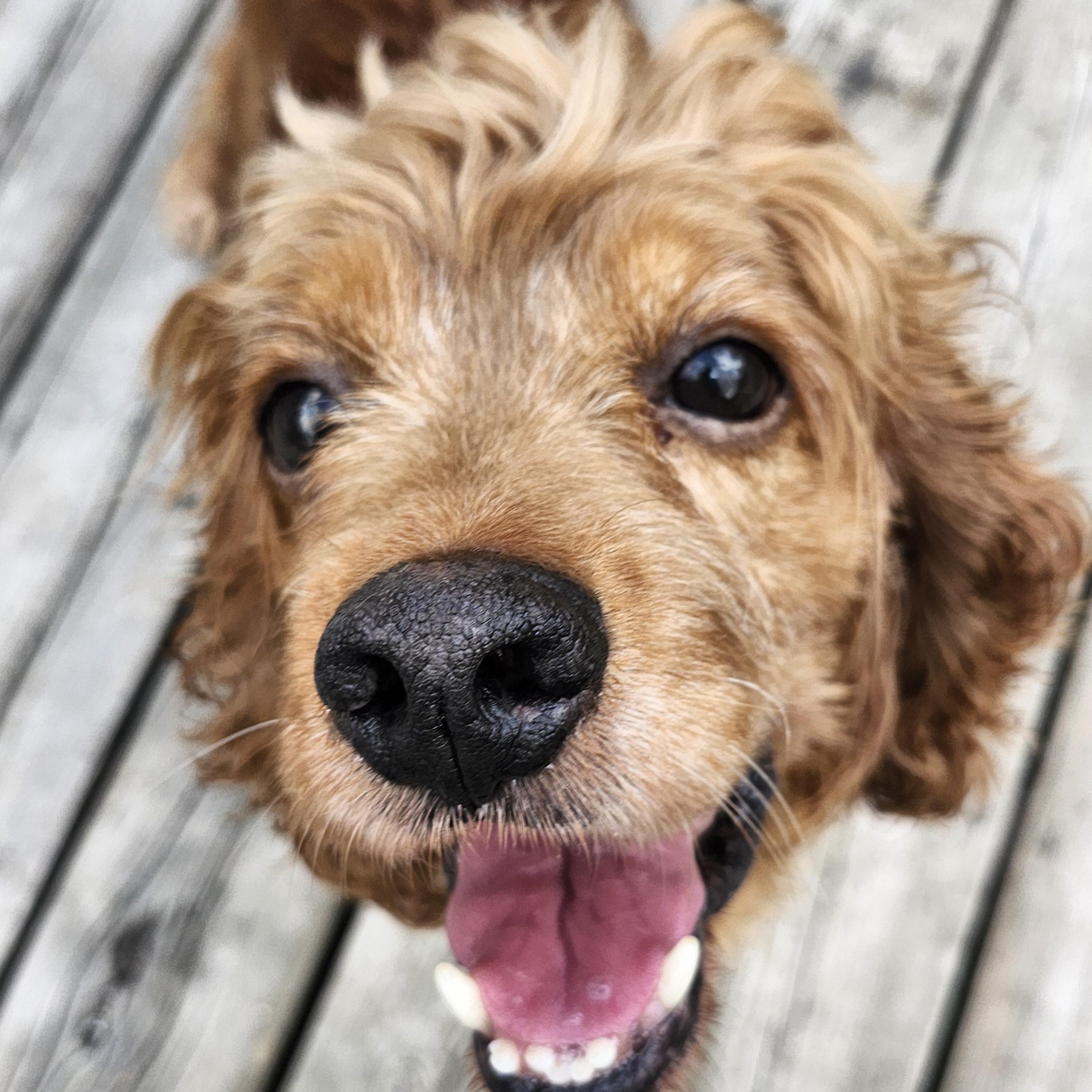 Keva, an adoptable Cocker Spaniel in Hawkestone, ON, L0L 1T0 | Photo Image 1