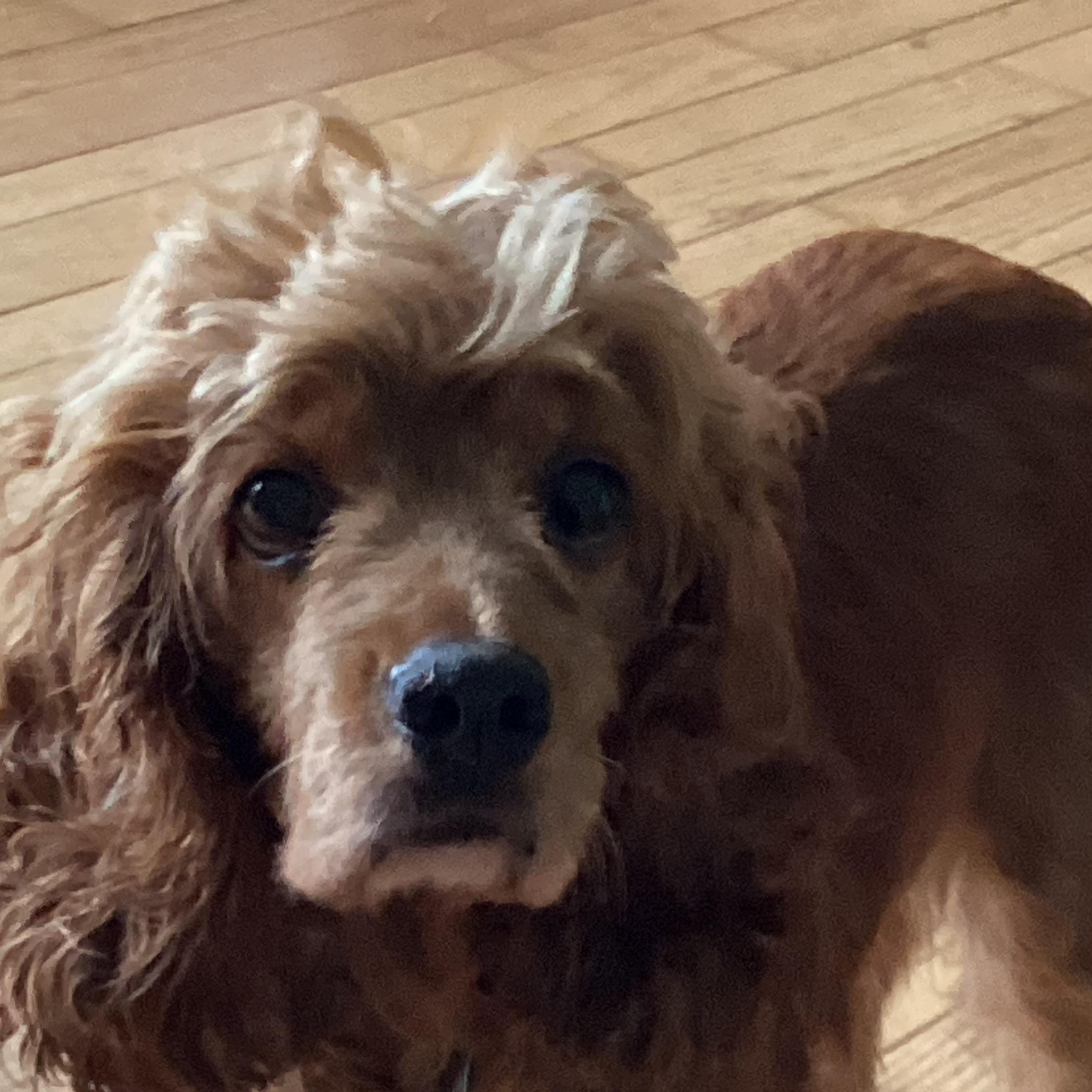 Keva, an adoptable Cocker Spaniel in Hawkestone, ON, L0L 1T0 | Photo Image 6
