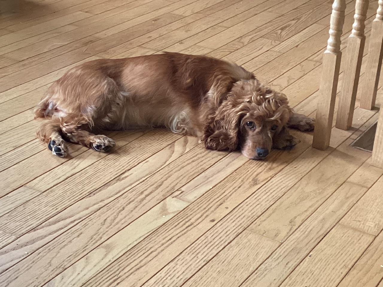 Keva, an adoptable Cocker Spaniel in Hawkestone, ON, L0L 1T0 | Photo Image 5