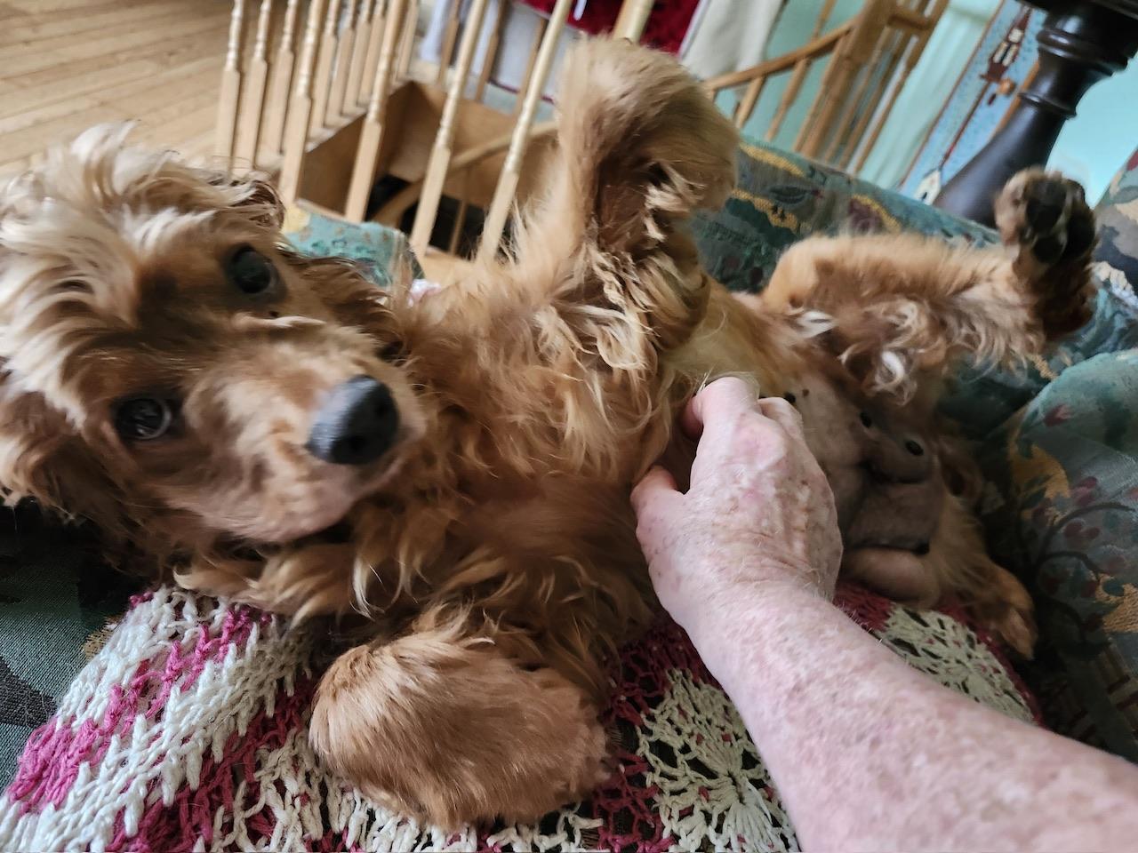 Keva, an adoptable Cocker Spaniel in Hawkestone, ON, L0L 1T0 | Photo Image 2