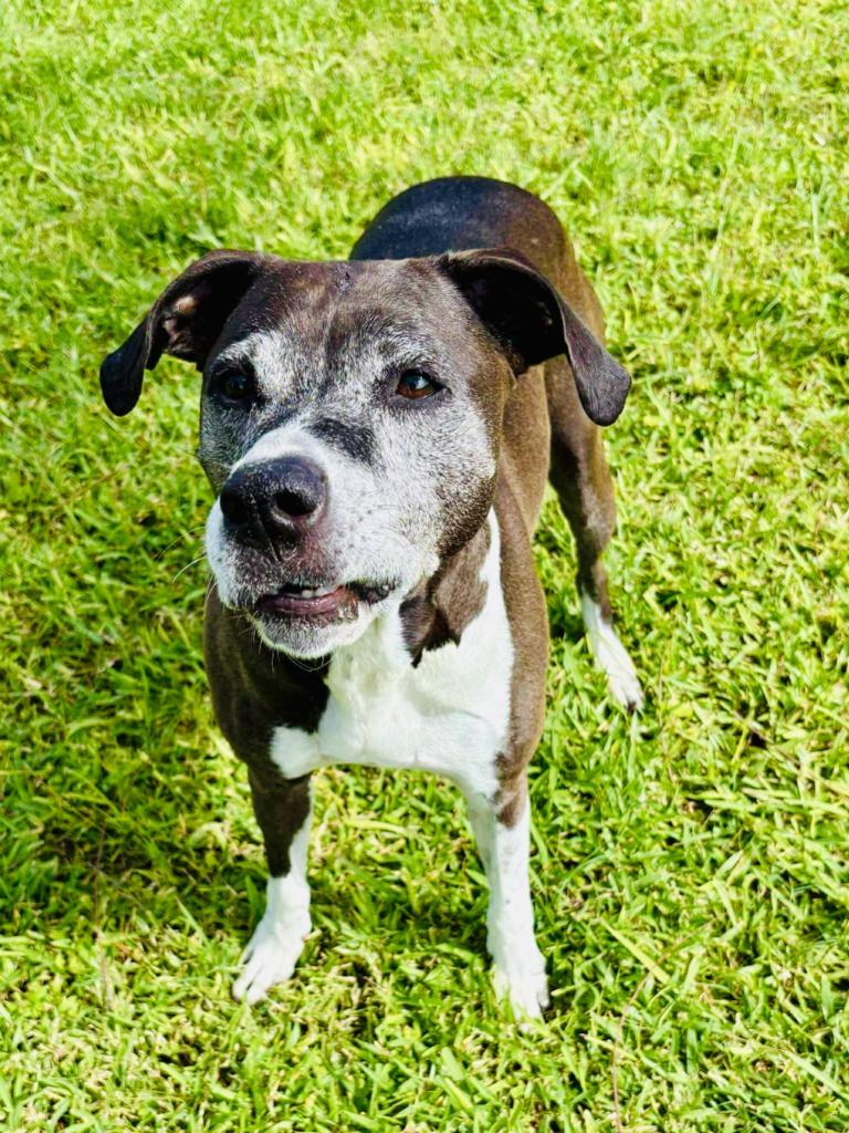 Enlarge Stellar, a Adoptable mixed breed in Sebastian, FL image 1/4